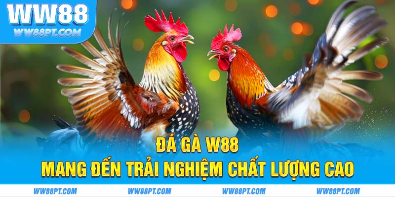 Đá gà WW88 mang đến trải nghiệm chất lượng cao